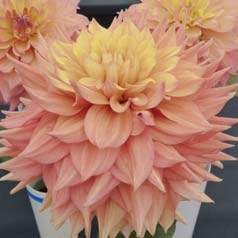 Dalia Decorativa 'Peaches and Cream'